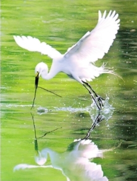 探秘涨渡湖湿地发现一丘之“貉”