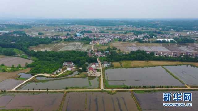 【“飞阅”中国】夏耕田园白鹭飞