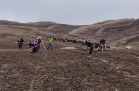 青海推进黄河青海流域黑土滩黑土坡治理