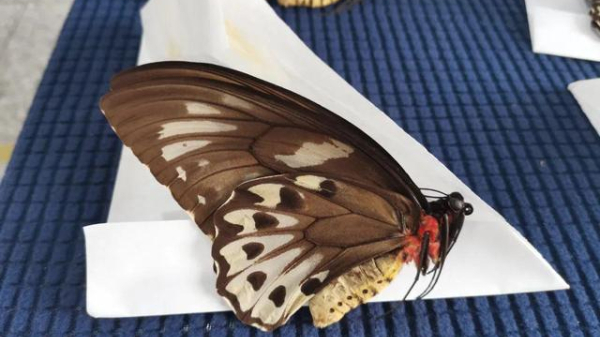 北京口岸查获蓝鸟翼凤蝶标本