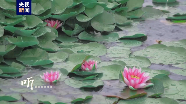 当大自然原声邂逅夏日荷塘