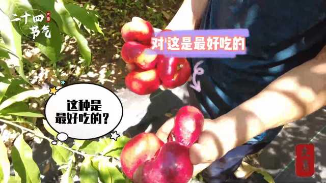 大暑节气“闯”平谷蟠桃园，“生态桥”下的桃子不一般！