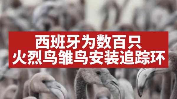 西班牙志愿者为数百只火烈鸟雏鸟安装追踪环