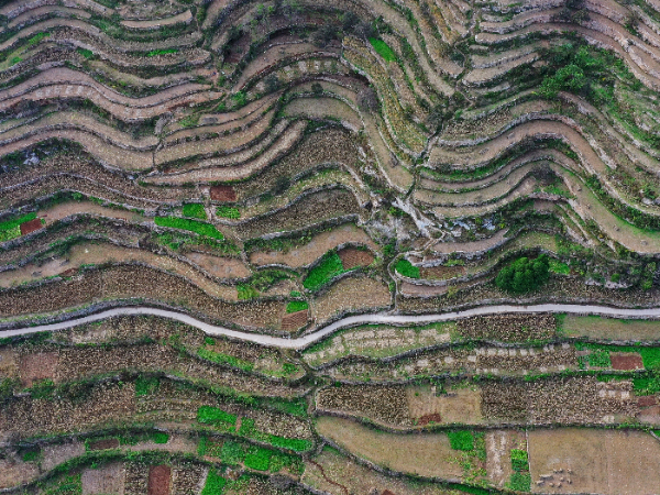 河北涉县：旱作梯田让传统农作物“活”了下来