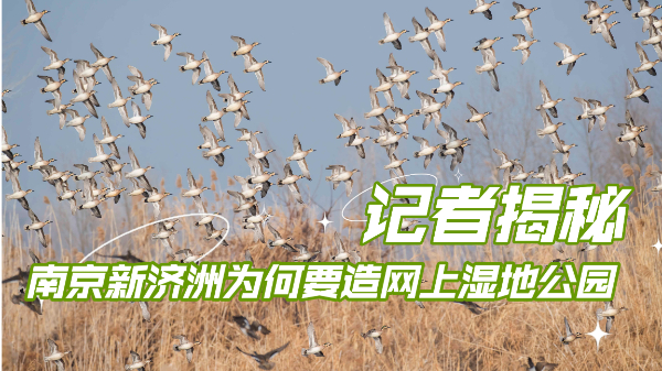 记者揭秘：南京新济洲为何要造网上湿地公园？