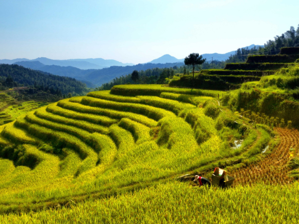 读图丨江西万载色彩斑斓的梯田翻起金色稻浪，宛如天然调色板