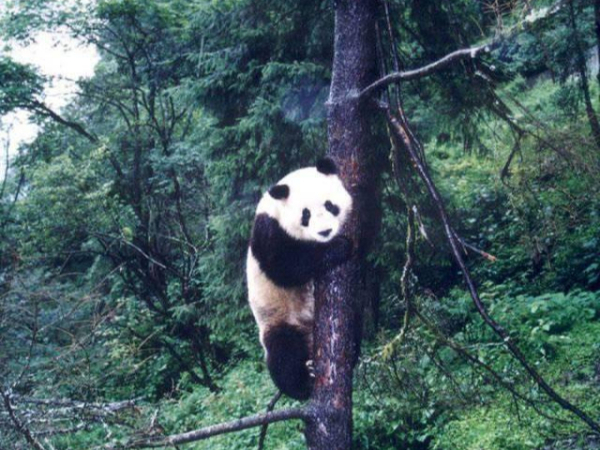 雷波县麻咪泽自然保护区：全面长期封山