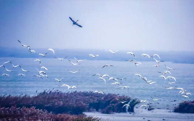 “家谱”不断扩容，河北发布生物多样性阶段性成果