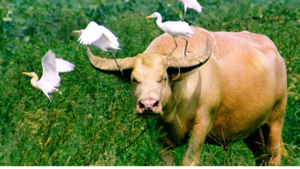 上亿只畜禽实现“近零排放”！沛县农业“绿岛”破解畜禽粪污处置难题