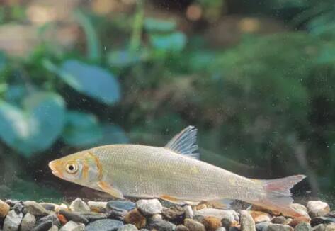 湖北发现多个鱼类新物种和新纪录种