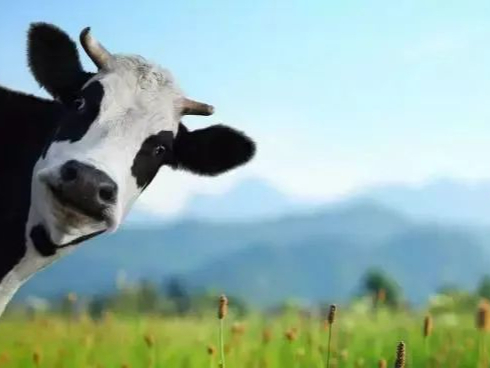 新西兰提议对农场动物打嗝、撒尿排放征