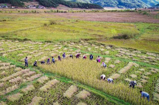 新华全媒+｜黑稻、多年生稻、巨型稻……奇妙水稻知多少？