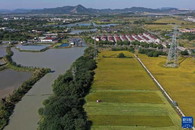 江南水乡 稻浪飘香