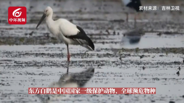 濒危东方白鹳返故土，吉林西部发现近2000只