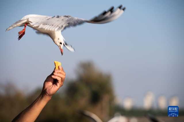 云南昆明：春城迎接红嘴鸥