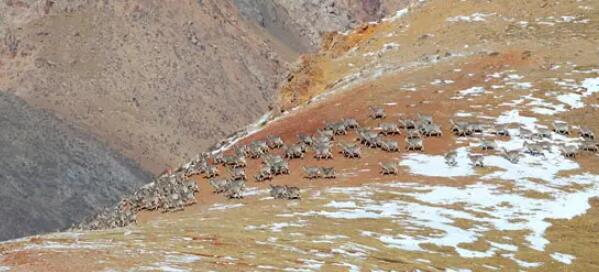 世界雪豹日：祁连山雪豹适宜栖息地达2万余平方公里