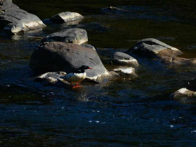 “鸟中大熊猫”中华秋沙鸭连续16年现身江西龙虎山