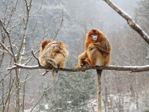 这家养蜂企业承诺，拒绝产销含珍稀濒危野生动物成分制品