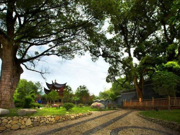 北京试点古树名木保护 守护城市“活化石”