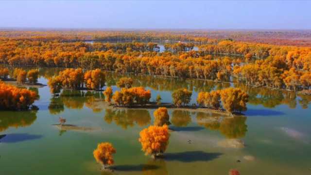 新华全媒+｜浅红深黄秋意浓 新疆1700万亩胡杨林迎来最佳观赏季