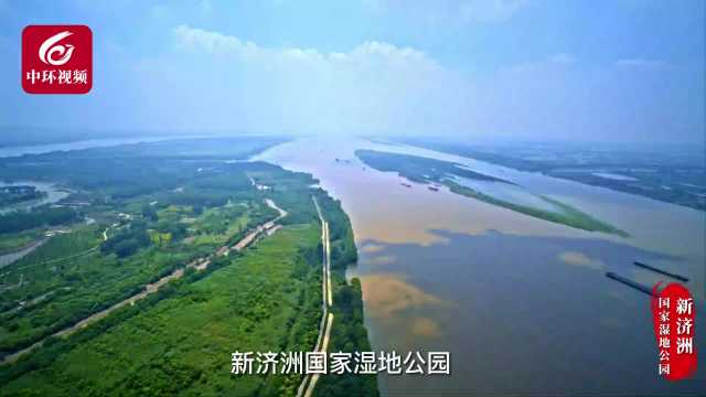南京长江新济洲国家湿地公园：“江中绿宝石，生态大宝库”