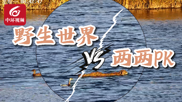 国家二级PK国家二级？这样的画面你一定没见过！