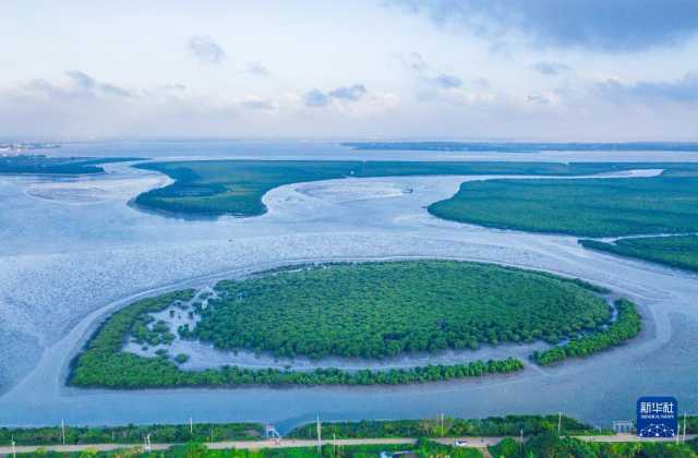 大美湿地城市丨海口