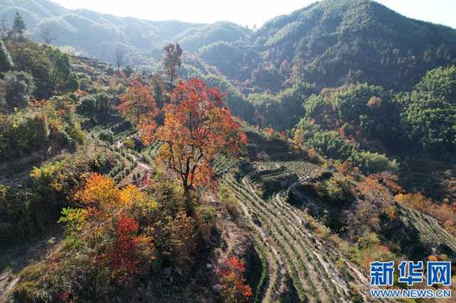 【“飞阅”中国】江西浮梁：初冬山村 色彩斑斓