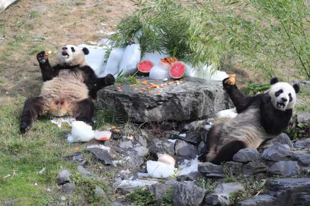 综述：“大熊猫情缘”成就中比生物多样性合作佳话