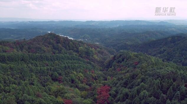 大山里的“碳”索者