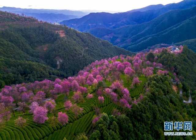 【“飞阅”中国】美景醉人 云南无量山樱花盛放