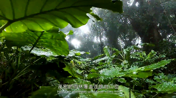视频 | 纪录片《郑文泰和他的热带雨林》