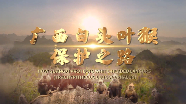 生物多样性优秀案例（18）：广西崇左白头叶猴保护