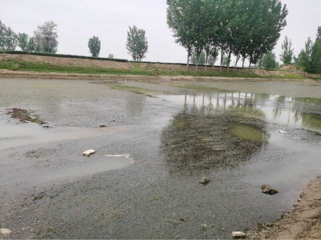 污水直排致黑臭，水藻肆虐如绿毯！黄河一级支流金堤河、天然文岩渠水生态环境问题突出