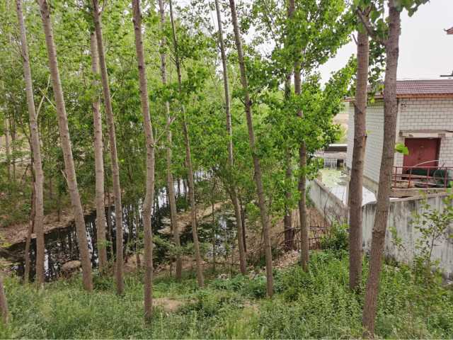 污水直排致黑臭，水藻肆虐如绿毯！黄河一级支流金堤河、天然文岩渠水生态环境问题突出