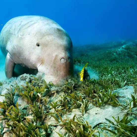 海草是如何储存碳的？趁着海洋日这项研究把它讲明白了