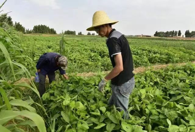 马彦伟：把自己“种”在沙漠里