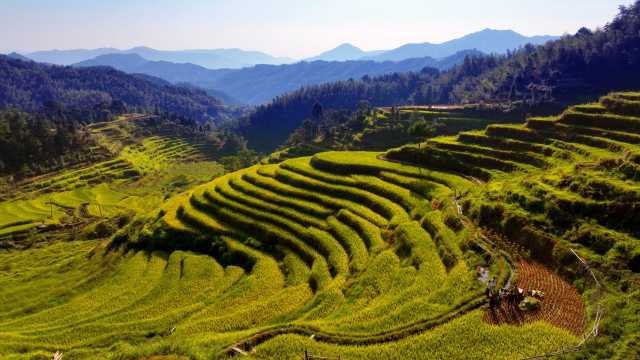 读图丨江西万载色彩斑斓的梯田翻起金色稻浪，宛如天然调色板