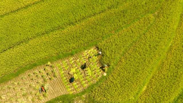 读图丨江西万载色彩斑斓的梯田翻起金色稻浪，宛如天然调色板