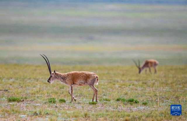 喜迎二十大丨西藏：倾力描绘高质量发展多彩画卷