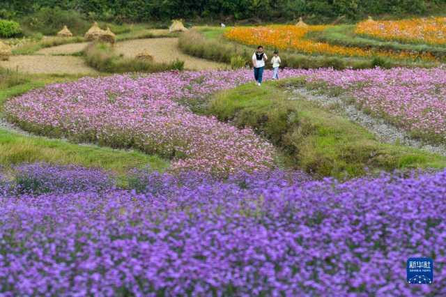 贵州花溪：农旅融合促振兴