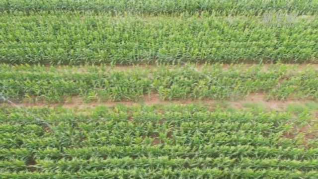 引黄节水高灌:精打细算用好黄河水资源 引黄节水高灌:精打细算用好黄河水资源