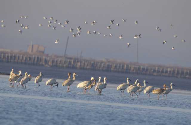 “家谱”不断扩容,河北发布生物多样性阶段性成果 “家谱”不断扩容,河北发布生物多样性阶段性成果