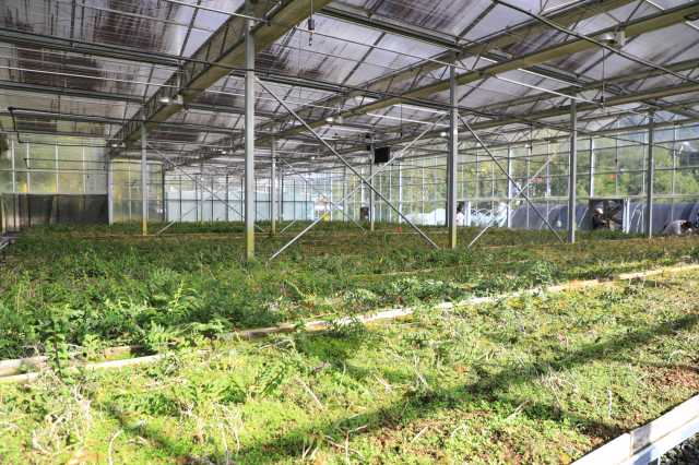 陕西镇坪：黄连虽苦，日子很甜