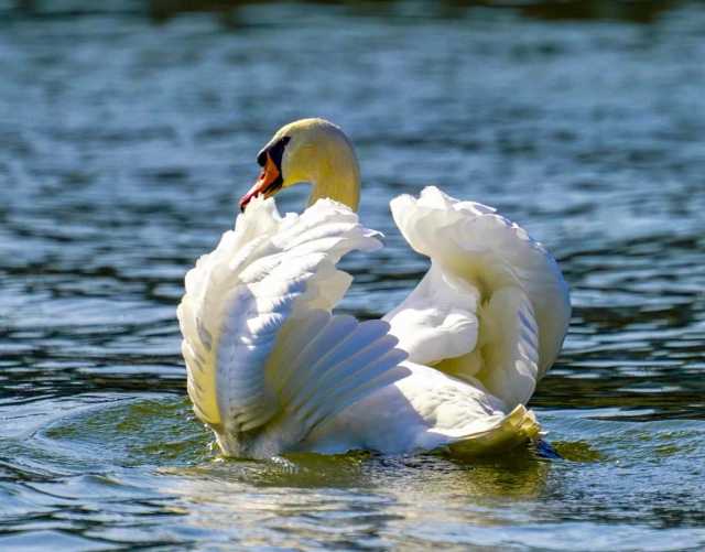 疣鼻天鹅、中华秋沙鸭纷纷落户河南