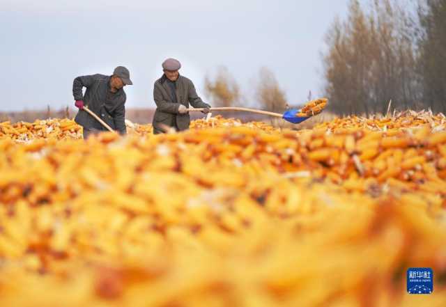 黑龙江拜泉:丰收整地两不误 黑龙江拜泉:丰收整地两不误