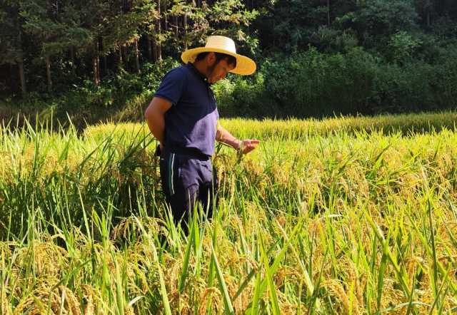 新华全媒+|黑稻、多年生稻、巨型稻……奇妙水稻知多少? 新华全媒+|黑稻、多年生稻、巨型稻……奇妙水稻知多少?