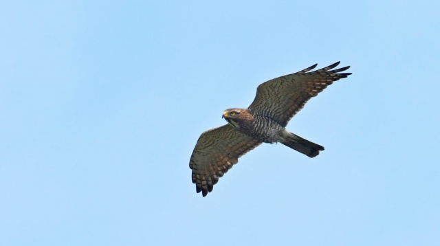 全球连线|生态修复让山水重庆成为“鹰飞之城” 全球连线|生态修复让山水重庆成为“鹰飞之城”