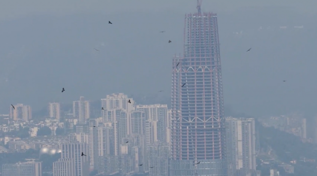 全球连线|生态修复让山水重庆成为“鹰飞之城” 全球连线|生态修复让山水重庆成为“鹰飞之城”