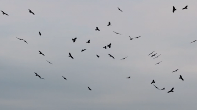 全球连线|生态修复让山水重庆成为“鹰飞之城” 全球连线|生态修复让山水重庆成为“鹰飞之城”